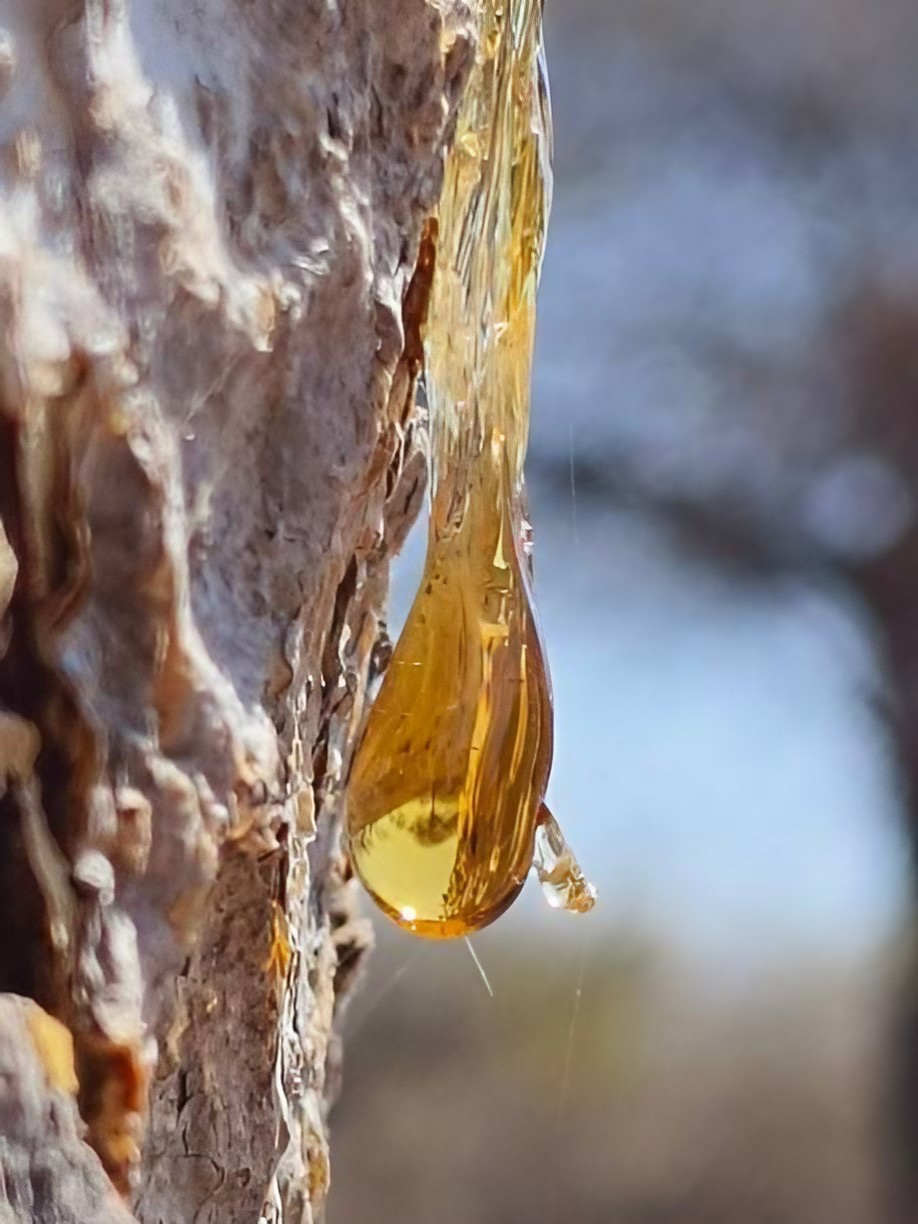 BOSWELLIA SERATTA