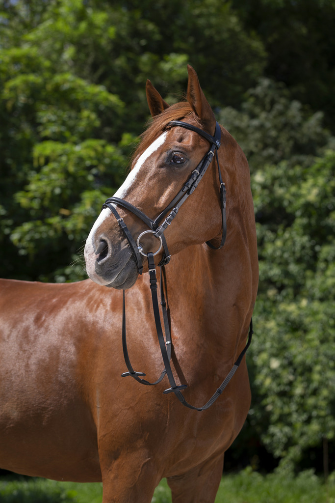BRIDON RIDING WORLD MUSEROLLE COMBINEE