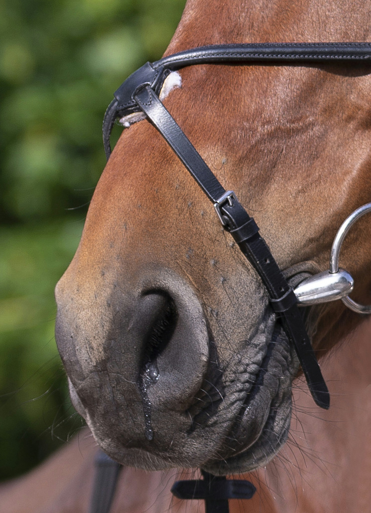BRIDON RIDING WORLD MUSEROLLE CROISEE – Image 3