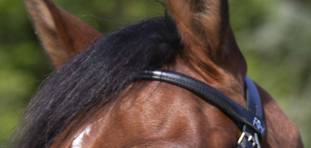 BRIDON RIDING WORLD MUSEROLLE CROISEE – Image 2