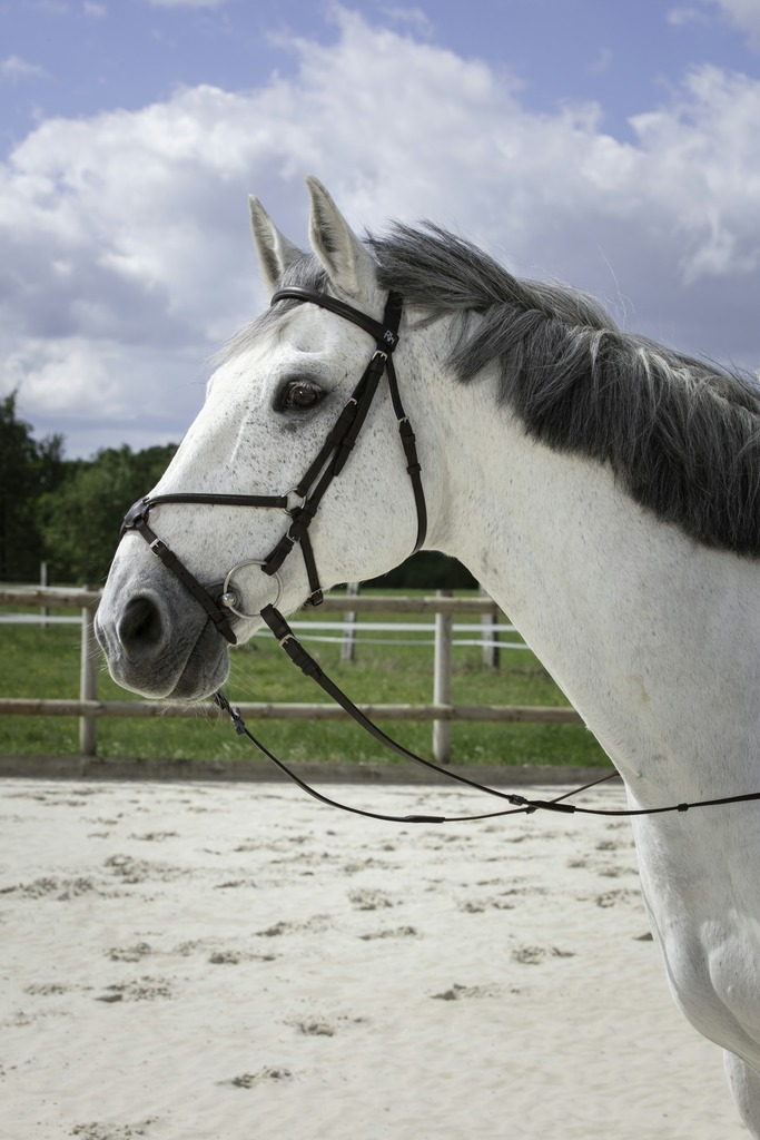 BRIDON RIDING WORLD MUSEROLLE CROISEE