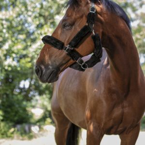 LICOL NORTON FULL MOUTON SYNTHETIQUE