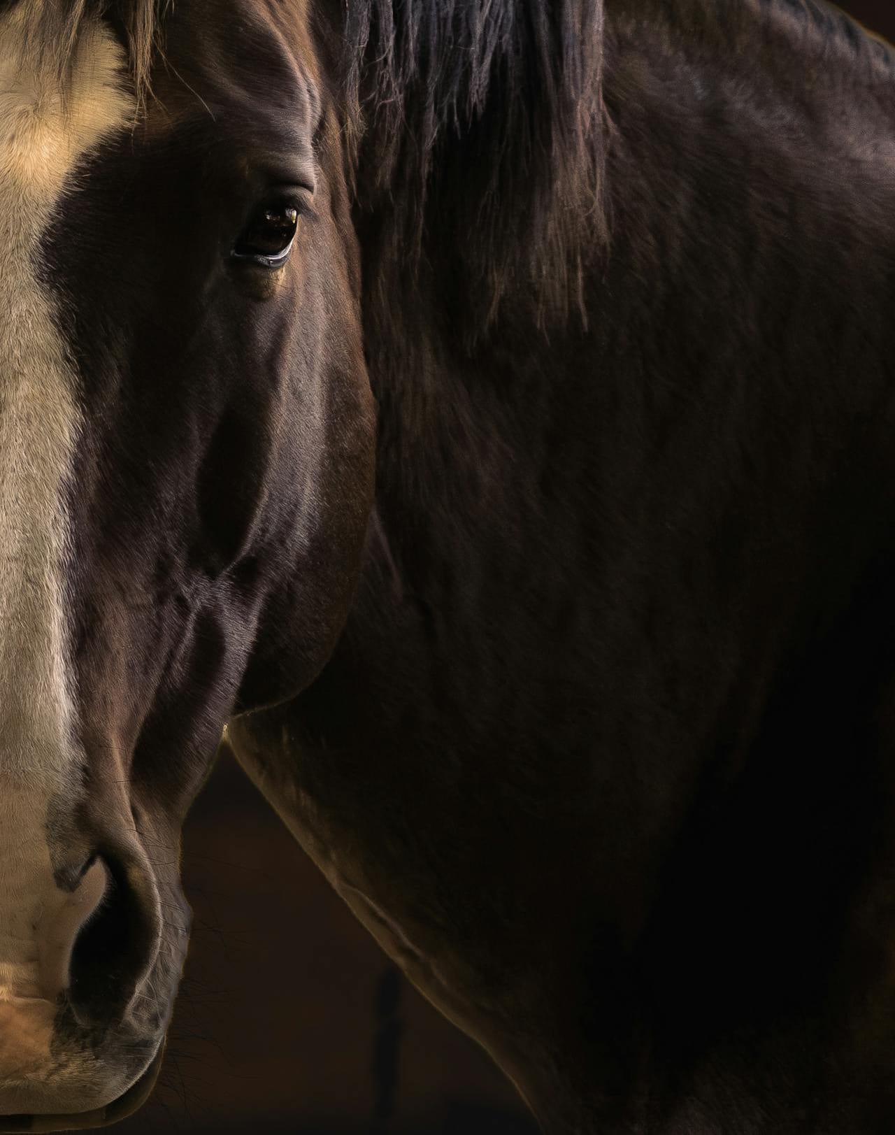 Mearas dans l'oeil du cheval