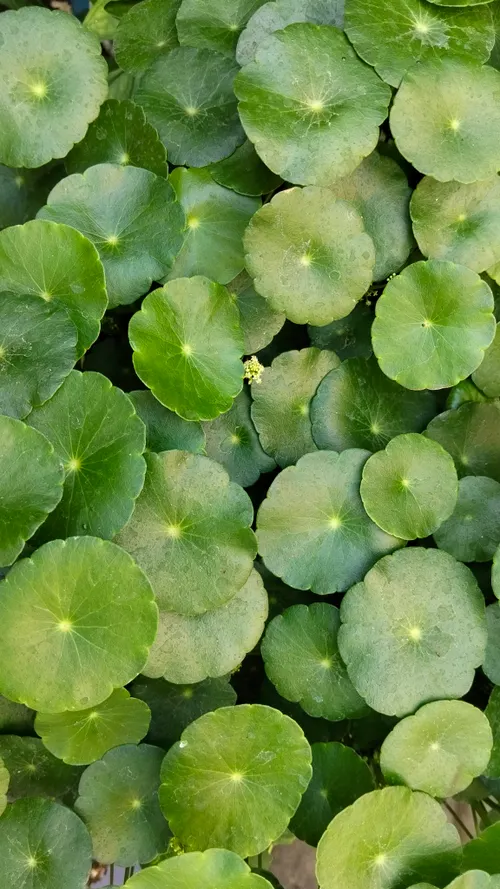 CENTELLA ASIATICA