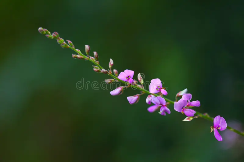DESMODIUM