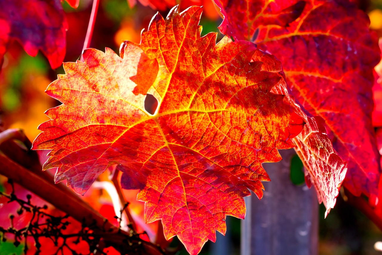 VIGNE ROUGE