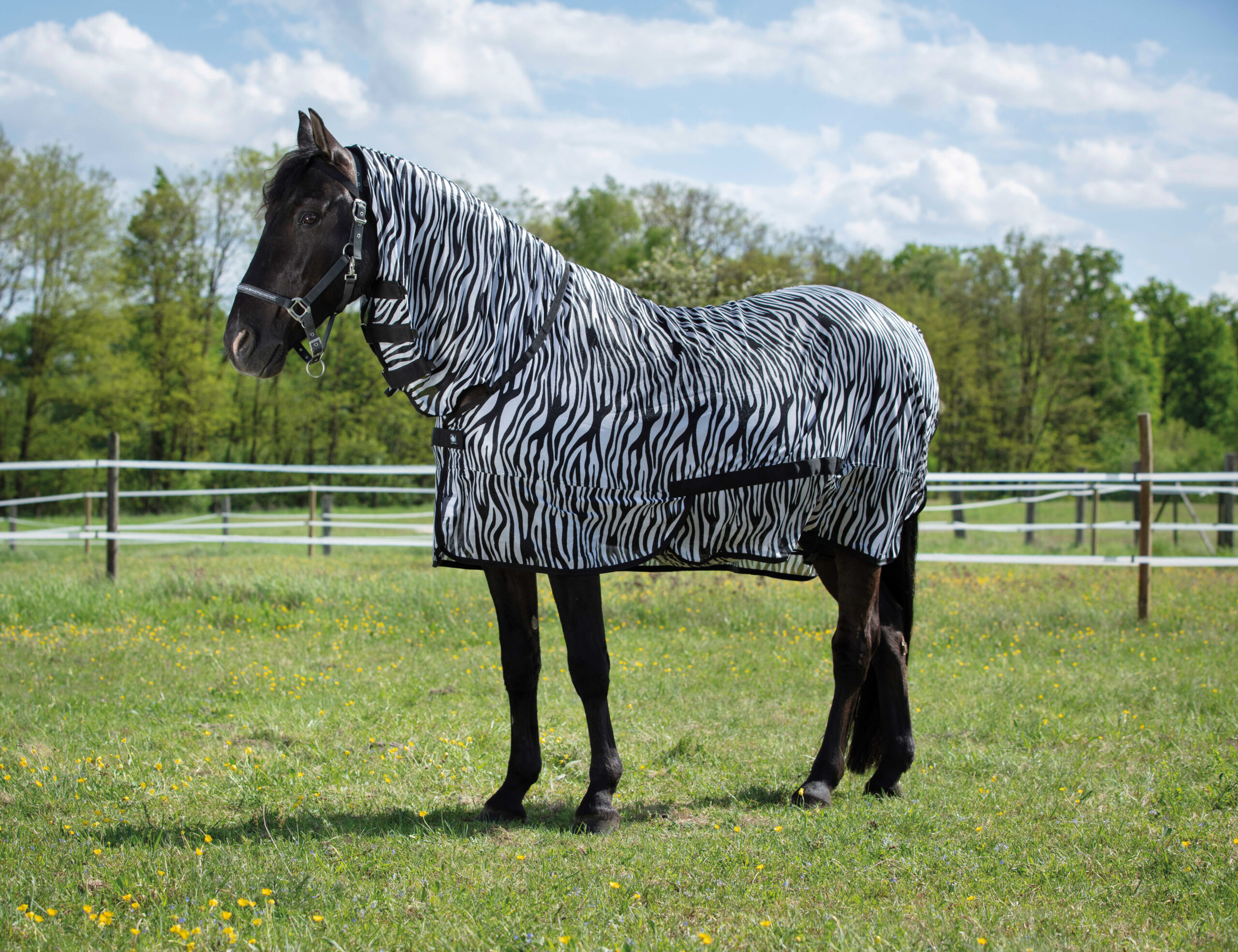 CHEMISE FILET RIDING WORLD - COMBO – Image 2